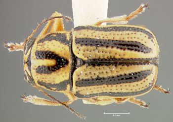 Media type: image;   Entomology 24988 Aspect: habitus dorsal view